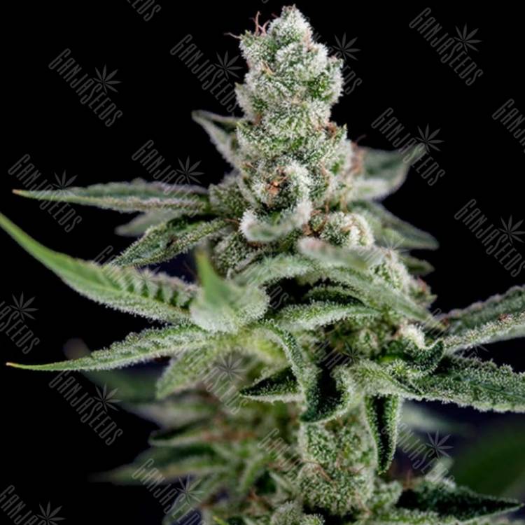 семена конопли в интернете Crocketts Haze regular Crockett Family Farms семена конопли в интернете Crocketts Haze regular Crockett Family Farms