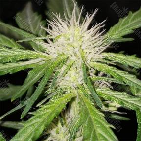 Auto Bubblelicious feminised Nirvana Seeds