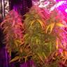 семена конопли феминизированные L.A. Amnesia feminised Paradise Seeds