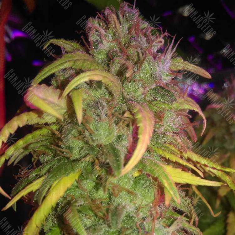 семена конопли интернет магазин L.A. Amnesia feminised Paradise Seeds