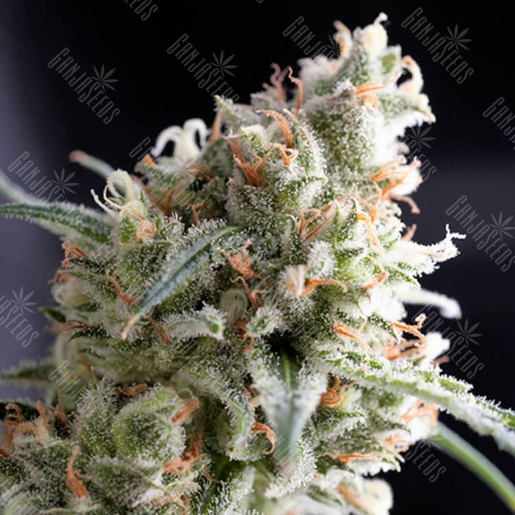заказать на сайте семена конопли Kukulkan feminised Pyramid Seeds
