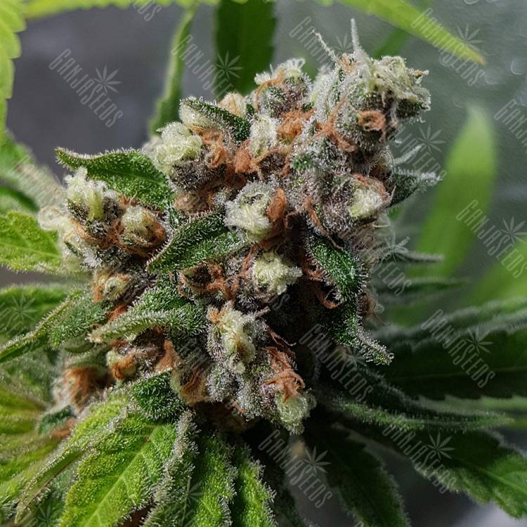 семена конопли в России Purple Queen feminised Royal Queen семена конопли в России Purple Queen feminised Royal Queen