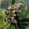 семена конопли в России Purple Queen feminised Royal Queen семена конопли в России Purple Queen feminised Royal Queen
