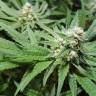 семена конопли Спб Purple Queen feminised Royal Queen семена конопли Спб Purple Queen feminised Royal Queen