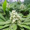 семена конопли Москва Purple Queen feminised Royal Queen семена конопли Москва Purple Queen feminised Royal Queen