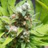 семена конопли индика Purple Queen feminised Royal Queen семена конопли индика Purple Queen feminised Royal Queen