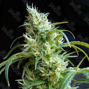 Flash Back #2 feminised Sweet Seeds