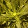 семена конопли дешево Flash Back #2 feminised Sweet Seeds