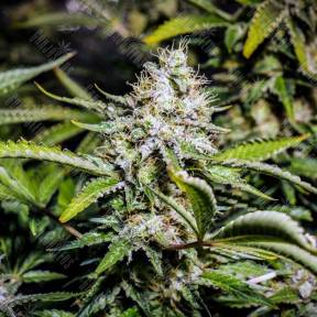 Auto Tutankhamon feminised GanjaLiveSeeds