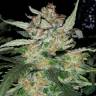 семена конопли курьером Damn Sour feminised Green House Seeds