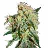 семена конопли для курения Damn Sour feminised Green House Seeds