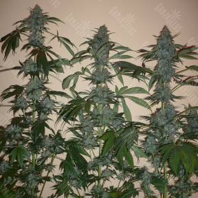 Euforia feminised Dutch Passion Seeds