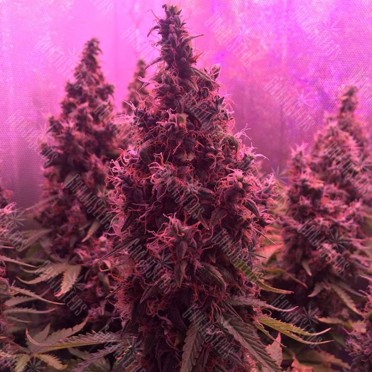 Kali Mist feminised Breeders Community Seeds