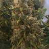 Kali Mist feminised Breeders Community Seeds