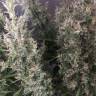 Kali Mist feminised Breeders Community Seeds