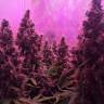 Kali Mist feminised Breeders Community Seeds