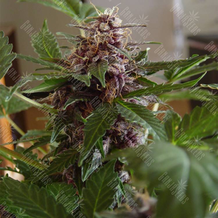 где заказать семена конопли Auto Purple Ryder regular