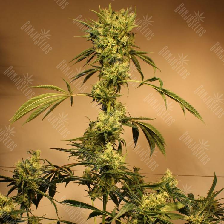 семена конопли интернет магазин White Jewel regular Exotic Seed семена конопли интернет магазин White Jewel regular Exotic Seed