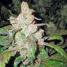 семена конопли наложенным платежом Lemon Thai Kush feminised Humboldt Seeds