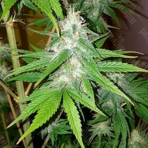 Lemon Thai Kush feminised Humboldt Seeds