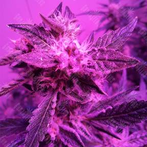 Auto Blueberry Kush feminised Nirvana Seeds