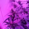 купить семена конопли Auto Blueberry Kush feminised Nirvana Seeds