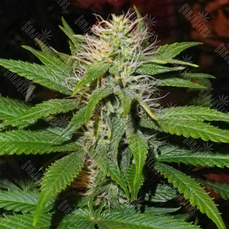урожайные семена конопли Magic Bud feminised Paradise Seeds