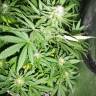 семена конопли недорого Magic Bud feminised Paradise Seeds