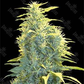 Lennon feminised Pyramid Seeds