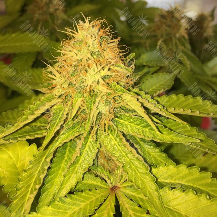 семена конопли для посадки купить Royal AK feminised Royal Queen семена конопли для посадки купить Royal AK feminised Royal Queen