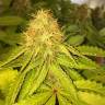 семена конопли для посадки купить Royal AK feminised Royal Queen семена конопли для посадки купить Royal AK feminised Royal Queen