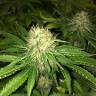 семена конопли курьером Royal AK feminised Royal Queen семена конопли курьером Royal AK feminised Royal Queen