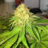 семена конопли для курения Royal AK feminised Royal Queen семена конопли для курения Royal AK feminised Royal Queen