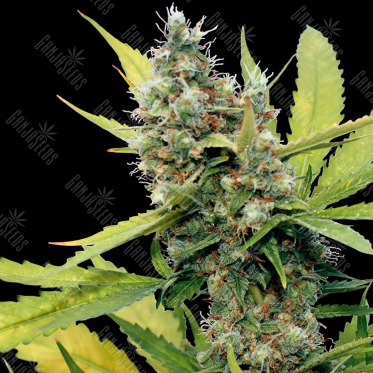 Семена конопли Honey B feminised Ganja Seeds