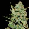 Семена марихуаны Honey B feminised Ganja Seeds