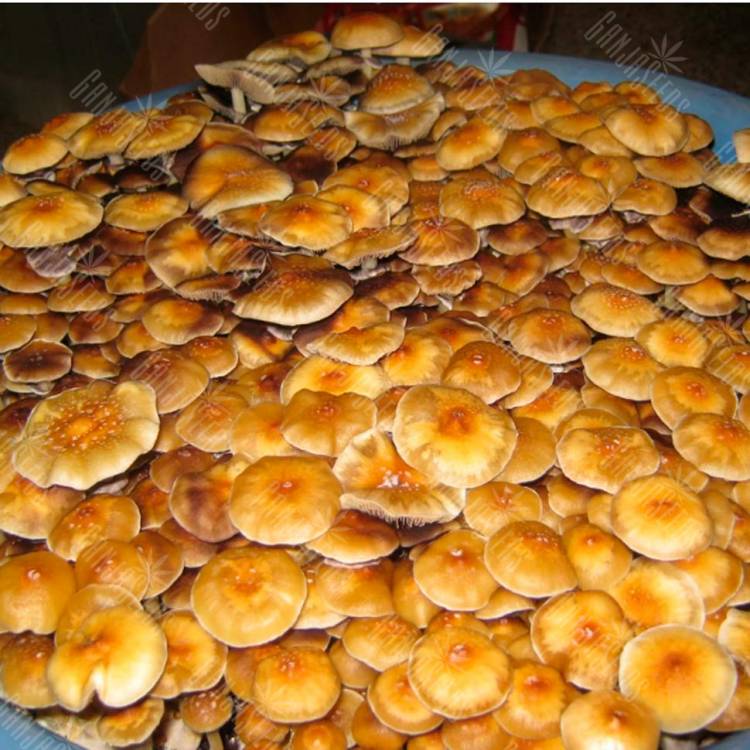 споровые отпечатки псилоцибиновых грибов отпечатки Colombian Rust Spore споровые отпечатки псилоцибиновых грибов отпечатки Colombian Rust Spore