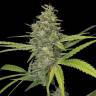 G13 Haze regular Ganja Seeds G13 Haze regular Ganja Seeds