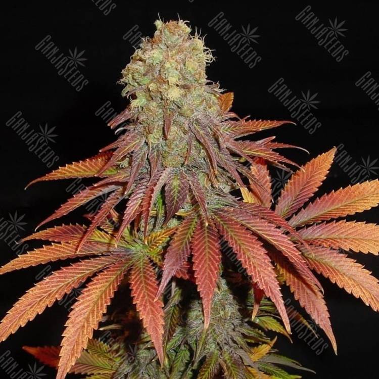 G13 Haze regular Ganja Seeds G13 Haze regular Ganja Seeds
