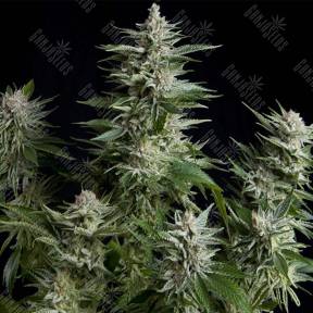 Auto Pyramid regular Ganja Seeds