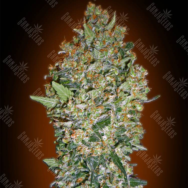 семена конопли интернет магазин Hashchis Berry feminised 00 Seeds семена конопли интернет магазин Hashchis Berry feminised 00 Seeds