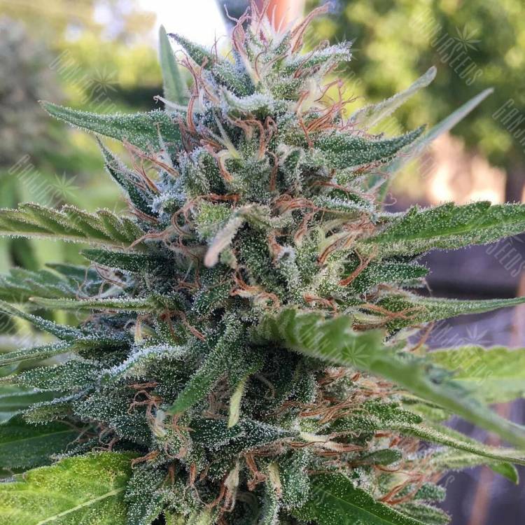 семена конопли для курения Widow Remedy regular Barneys Farm семена конопли для курения Widow Remedy regular Barneys Farm