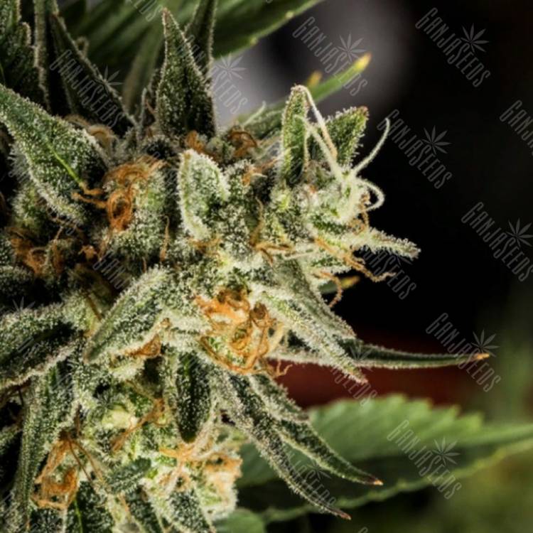 семена конопли с доставкой Crocketts Tangie regular Crockett Family Farms семена конопли с доставкой Crocketts Tangie regular Crockett Family Farms