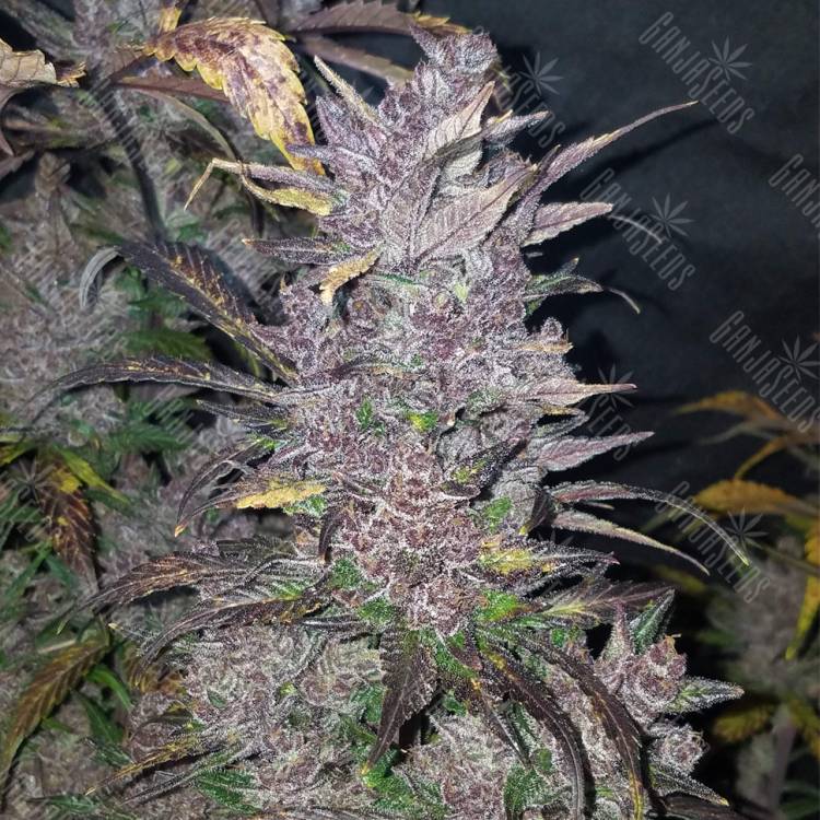 семена конопли интернет магазин Auto Blackberry feminised Fast Buds семена конопли интернет магазин Auto Blackberry feminised Fast Buds