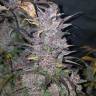 семена конопли интернет магазин Auto Blackberry feminised Fast Buds семена конопли интернет магазин Auto Blackberry feminised Fast Buds