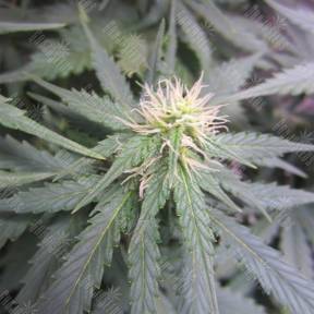 Auto Jock Horror feminised Nirvana Seeds