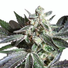 Sugar Black Rose (DS27) feminised Ganja Seeds