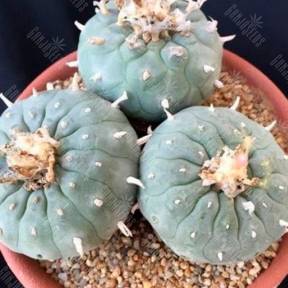 Lophophora williamsii VZD 020