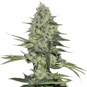 Easy Ryder feminised Ganja Seeds