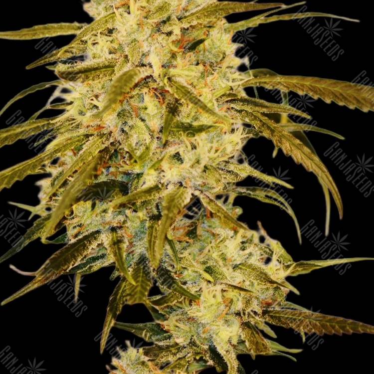 Auto Haze Gom feminised Ganja Seeds Auto Haze Gom feminised Ganja Seeds