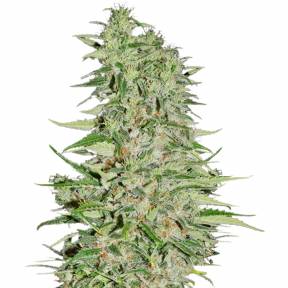 Diamond Girl feminised Green House Seeds